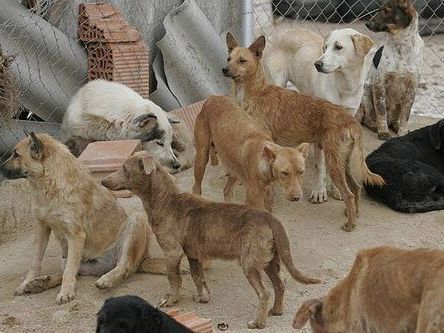 Las esterilizaciones son gratuitas y se realizan mensualmente en distintos barrios