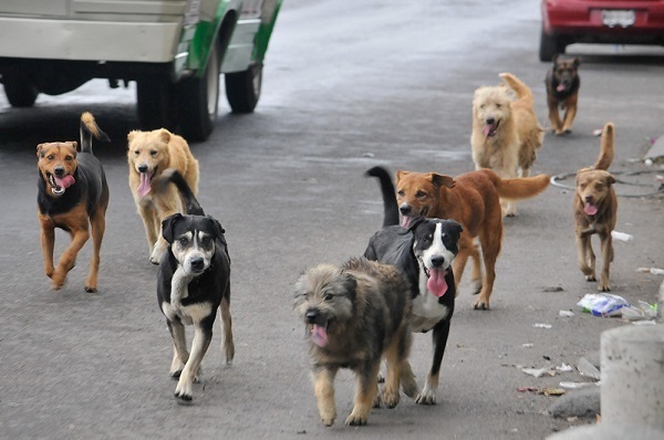 Perros de la calle