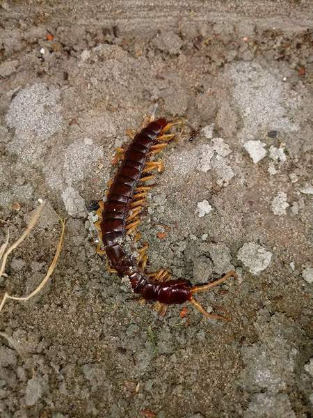 La escolopendra encontrada en la ciudad