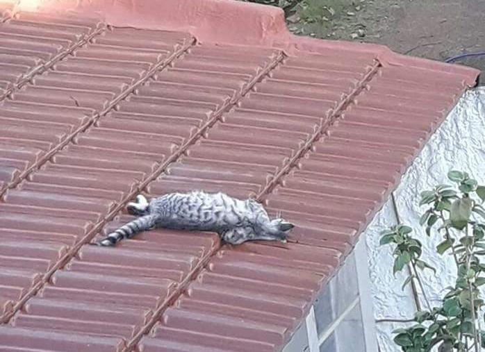 Uno de los felinos encontrados