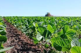 La extensi&oacute;n del monocultivo en la regi&oacute;n