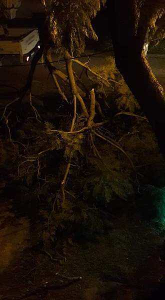 Uno de los árboles caídos en Baigorria