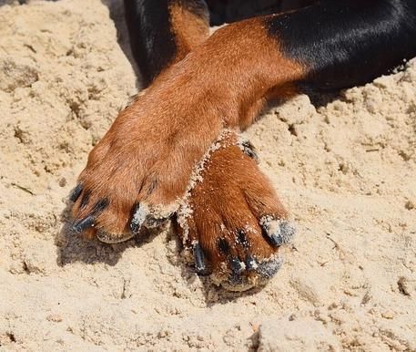 La matanza de perros sigue en la regi&oacute;n