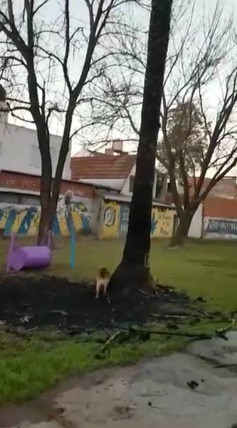 La palmera incendiada en Barrio Bon Vivant