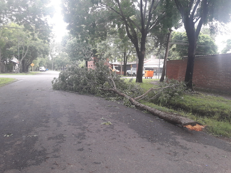 Uno de las ramas caidas en Barrio Bon Vivant