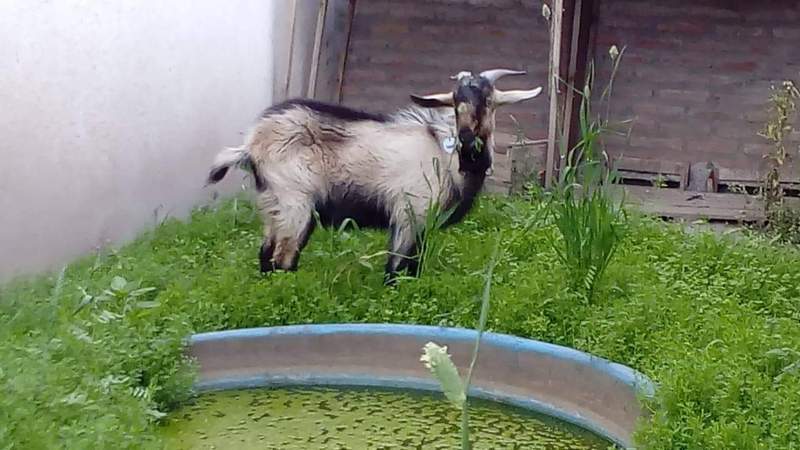 La mascota robada