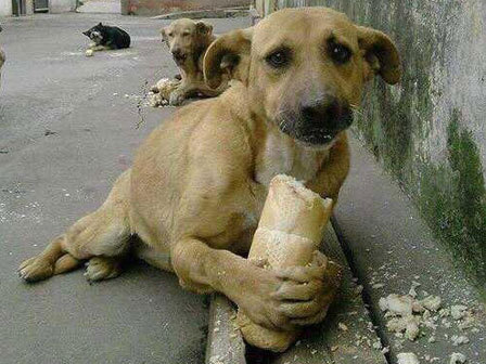 El crecimiento de la poblaci&oacute;n canina