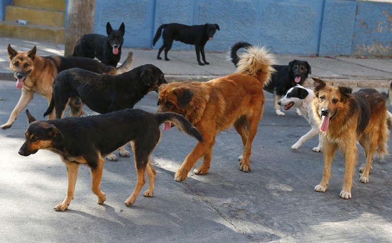 La campaña busca normalizar la población canina