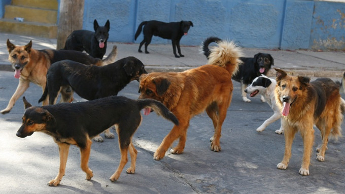 La campa&ntilde;a busca normalizar la poblaci&oacute;n canina