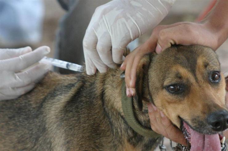 Las mascotas vacunadas en la ciudad