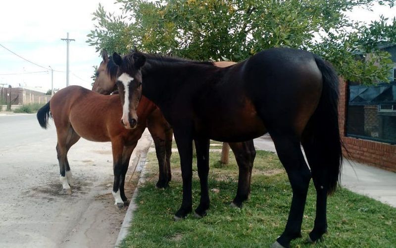 El delincuente escap&oacute; por barrio quinta