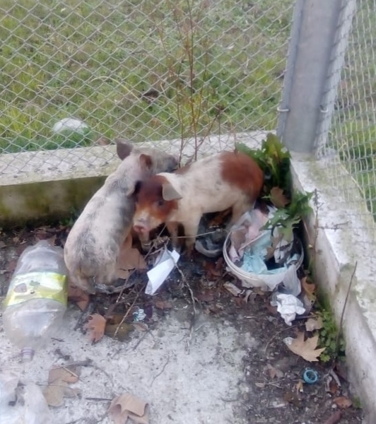 Los animales secuestrados Los animales secuestrados