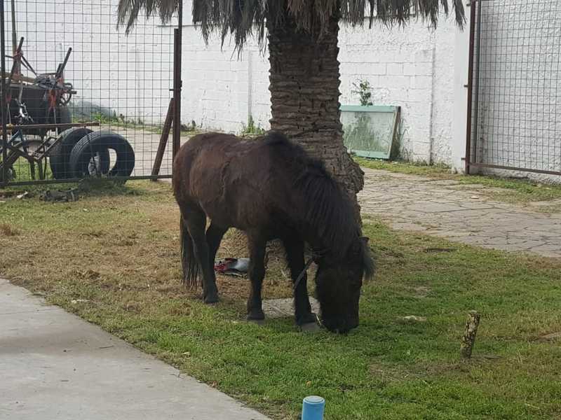 El animal secuestrado El animal secuestrado