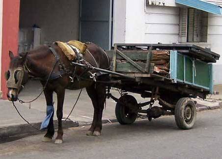 Los animales utilizados para el cirugeo