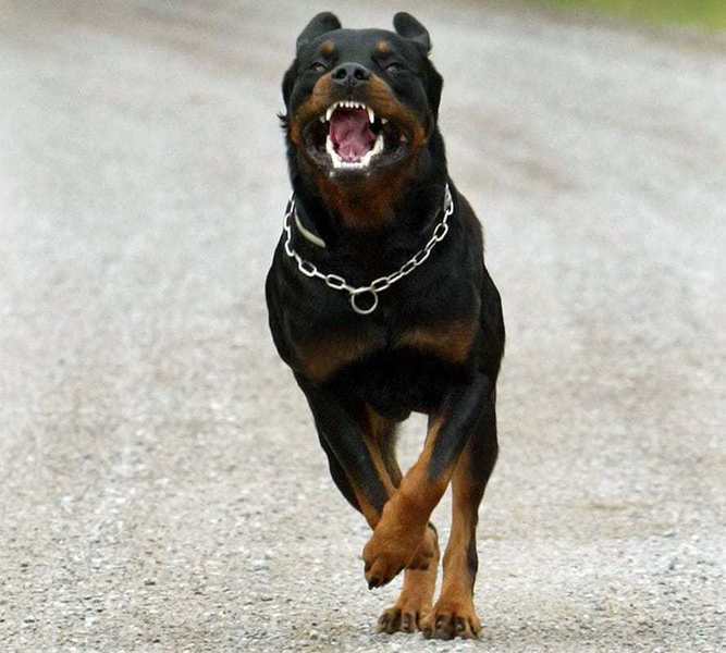 Un nuevo ataque canino en la regi&oacute;n