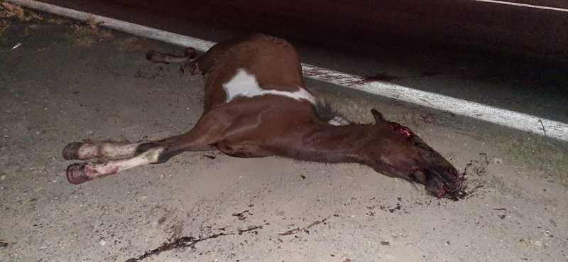 Uno de los equinos atropellado Uno de los equinos atropellado