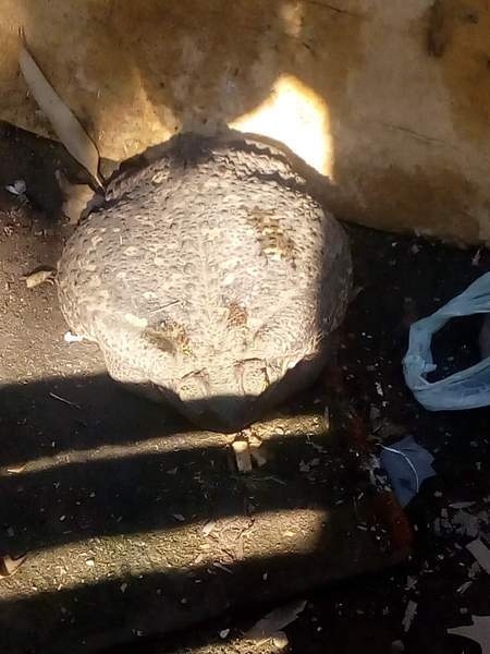 Impresionante tama&ntilde;o del anfibio