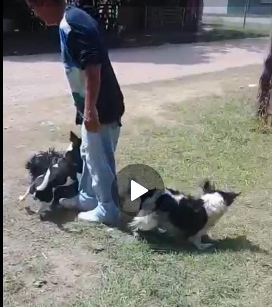 El desempleado con sus mascotas El desempleado con sus mascotas