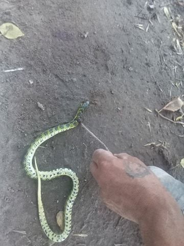 La v&iacute;bora encontrada