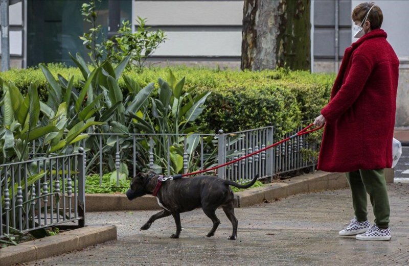 Los perros en casa