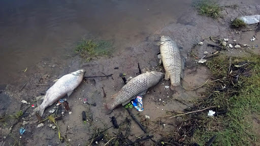 La problem&aacute;tica sobre el r&iacute;o