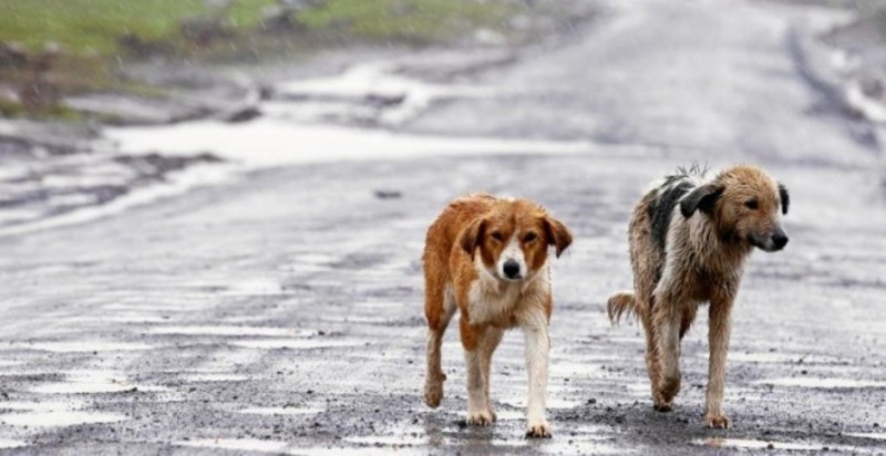 Proyecto sobre población canina