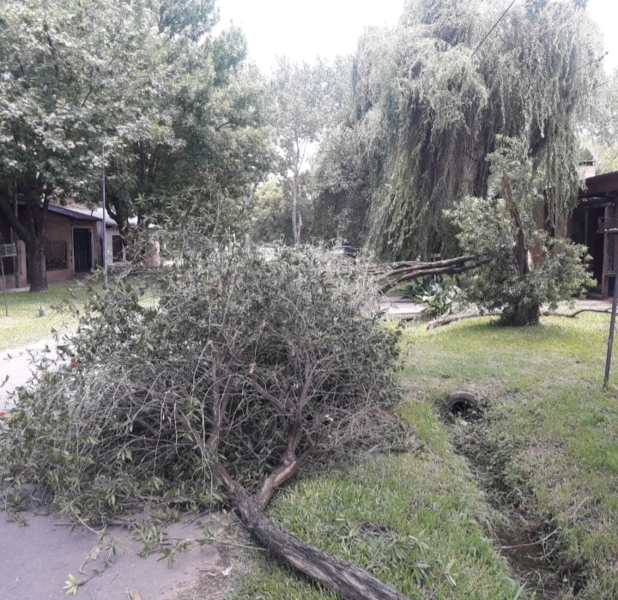 Un árbol caído en barrio Bon Vivant