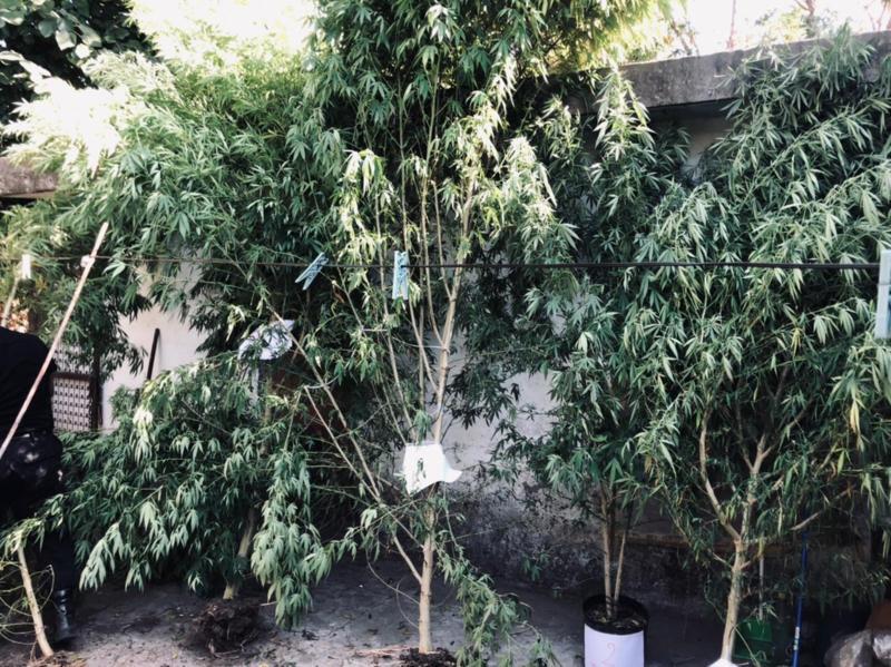 Las plantas secuestradas Las plantas secuestradas