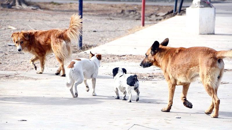 Los perros sin atención de sus dueños