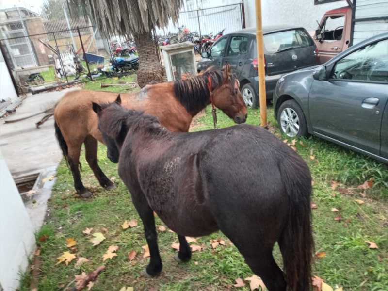 Los equinos recuperados