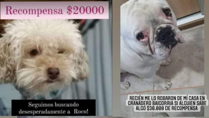 Ofertas por perros perdidos