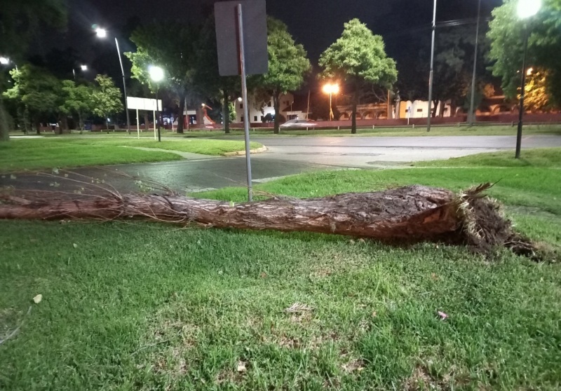 El árbol caído