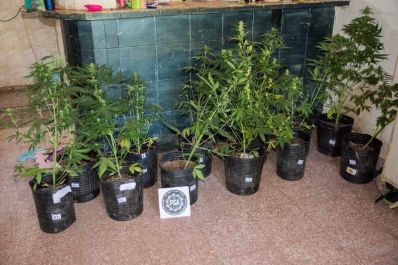 Las plantas secuestradas