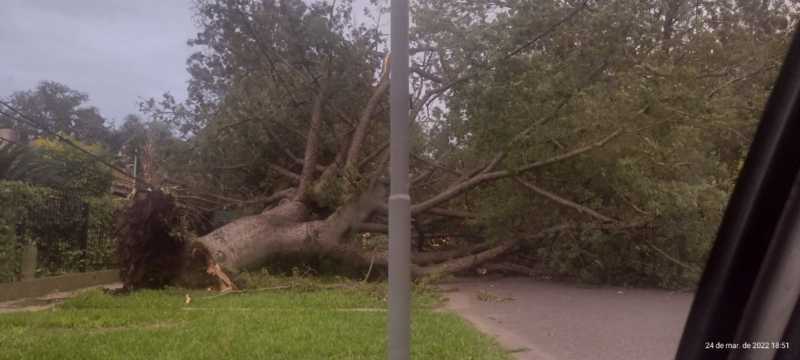Consecuencia de los fuertes vientos