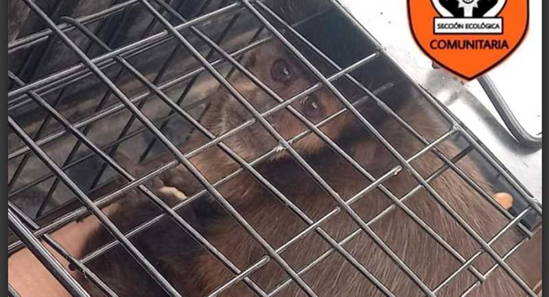 El animalito en el centro del debate