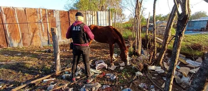 El animal secuestrado