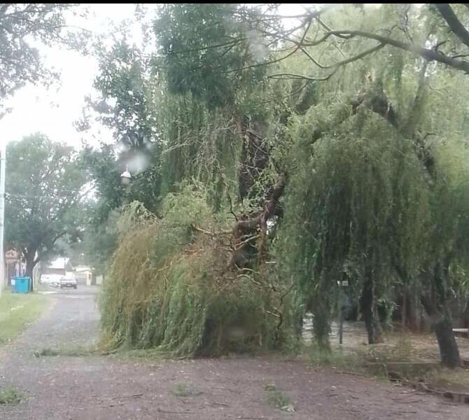 Uno de los &aacute;rboles ca&iacute;dos