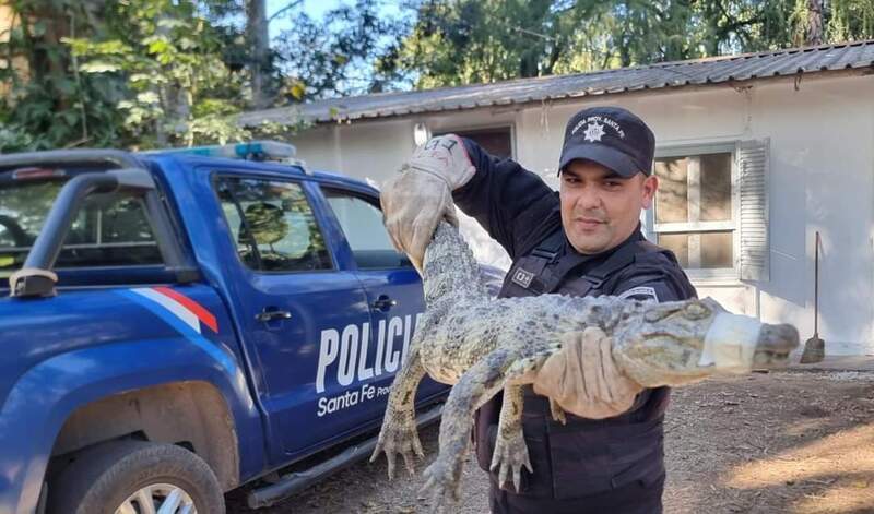 Uno de los animales recuperados Uno de los animales recuperados
