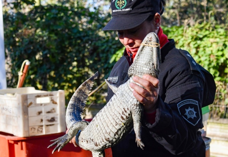 Uno de los animales recuperados Uno de los animales recuperados