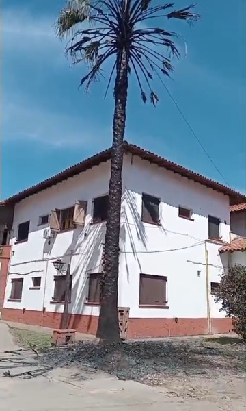 La palmera atacada