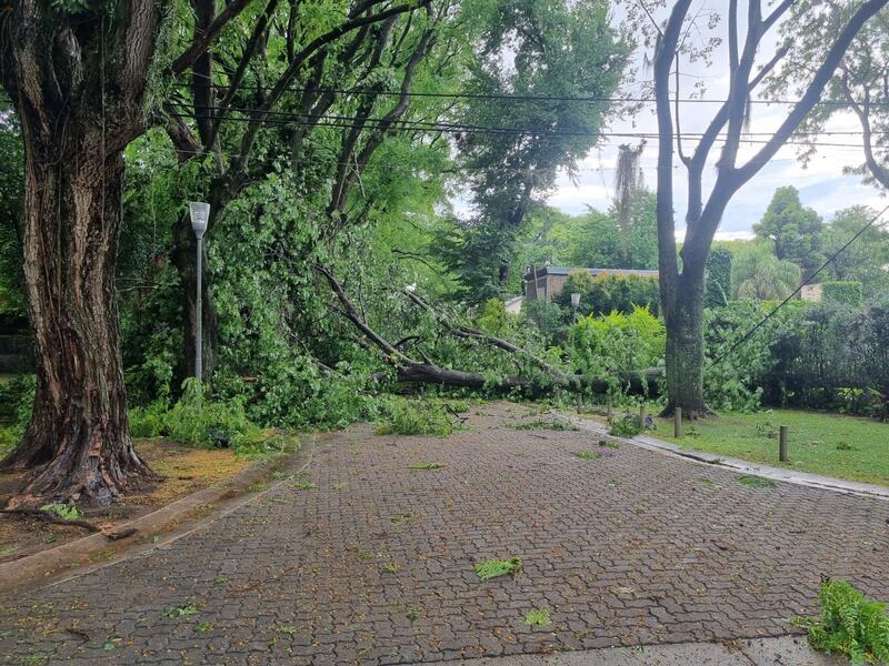 Uno de los arboles caídos