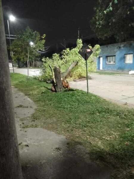 Arbol caido en San Fernando