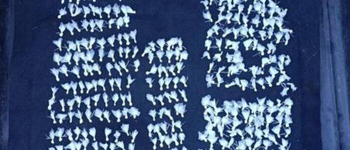 La droga secuestrada