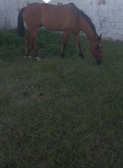 Los animales recuperados