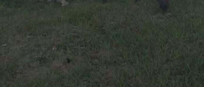 Los animales recuperados