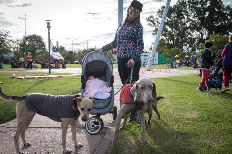 Derechos de perros